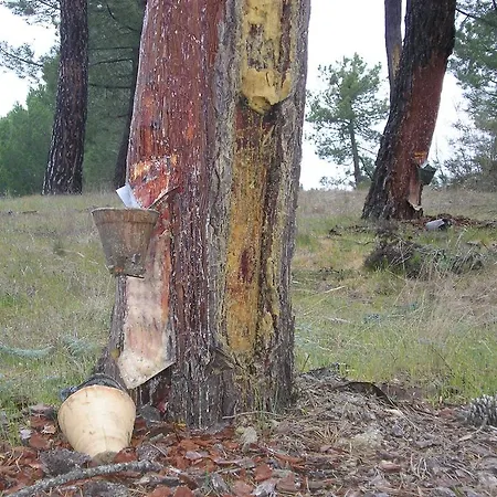 Casa De La Paca Bed & Breakfast *