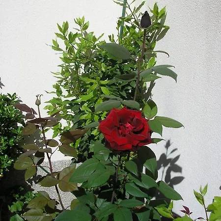 Casa De La Paca 3* Coca