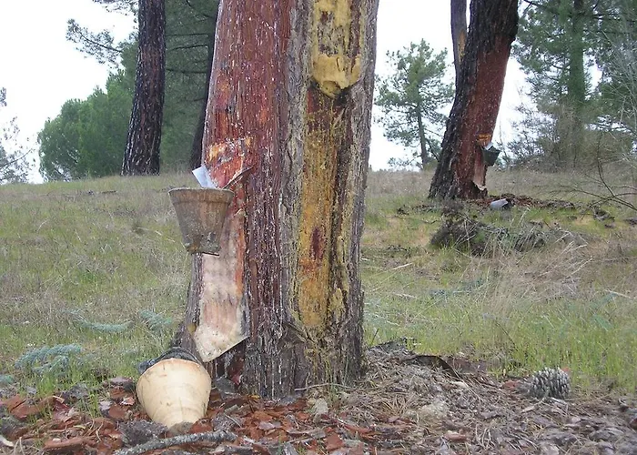 Casa De La Paca فندق مبيت وإفطار 3*