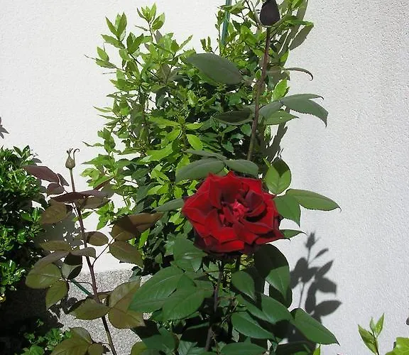 Casa De La Paca 3* كوكا